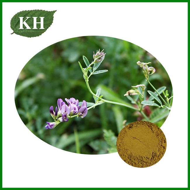 Alfalfa Extract Powder